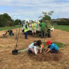 Planting flowering cherries 1